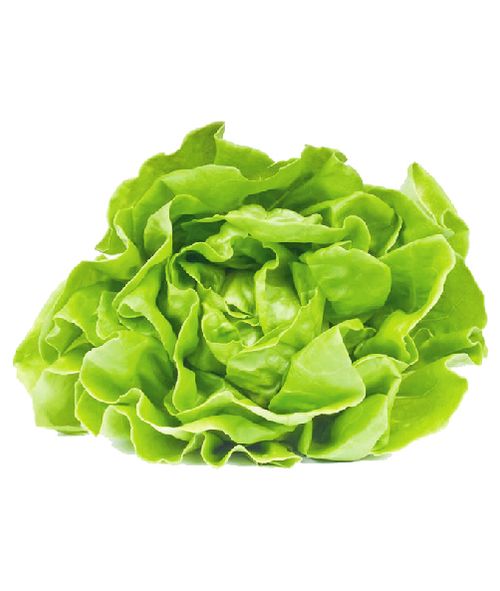 Lechuga Manteca x Kg