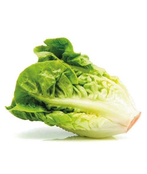Lechuga Criolla x Kg