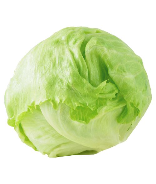 Lechuga Repollada x Kg