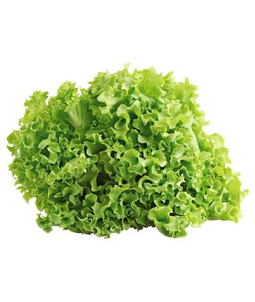Lechuga Crespa x Kg