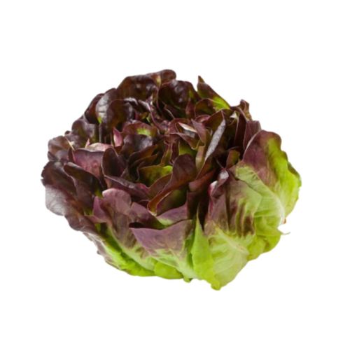 Lechuga Roble Morada Sans Terre x 1u
